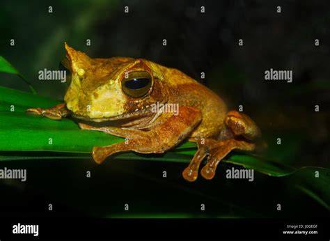 Horned marsupial frog hi-res stock photography and images - Alamy