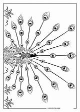 Peacock Coloring Pages39  Free Printable coloring Pages Cute sketch template