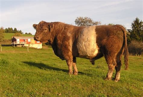 Atwood Farm Registered Belted Galloways- atwoodfarmbelties.squarespace.com