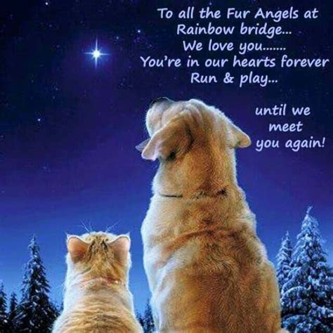 Quotes About The Rainbow Bridge – Vox Populitam