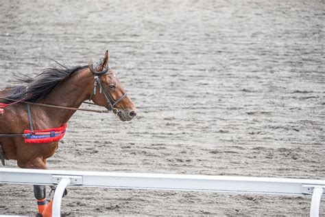 Beautiful Brown Horses Running at the Racetrack Stock Image - Image of ...