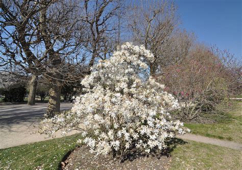 Magnolia stellata - Riverside Garden Centre