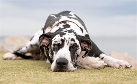 6 Great Dane Health Problems You Need To Know - Great Dane K9