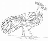 Adorable Pheasant Coloring Page  Free Printable Pages For Kids sketch template