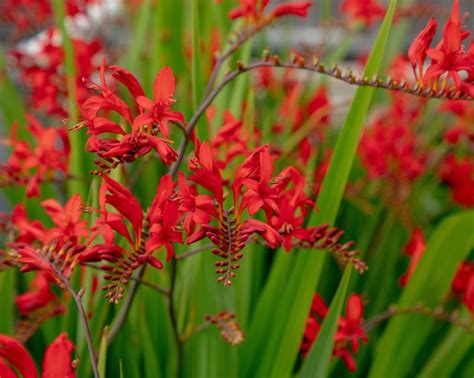 Crocosmia varieties: 16 gorgeous types of montbretia to try | Gardeningetc