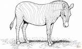 Zebra coloring page  Free Printable Coloring Pages sketch template