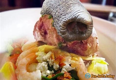 Barbecue Of Hippo And Other Exotic Meat - stunningfun.com