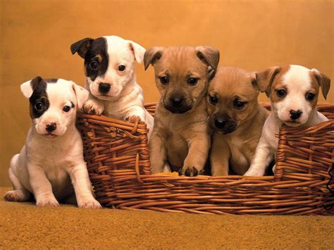 the cute dogs and puppies, nice wallpapers | Nice Wallpapers, Animals ...