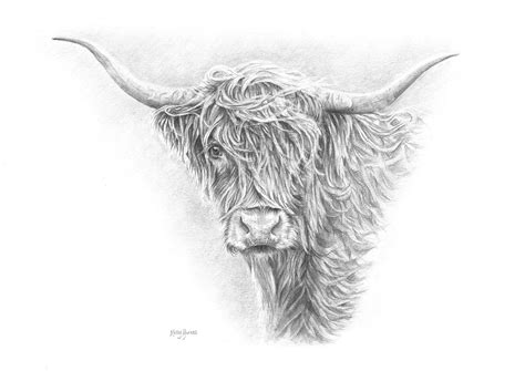 Highland Cow Digital Download Hand-drawn Pencil Sketch - Etsy