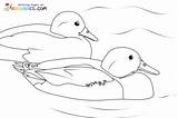 Kolorowanki Kaczka  Darmowe Malowanki Do Wydruku sketch template