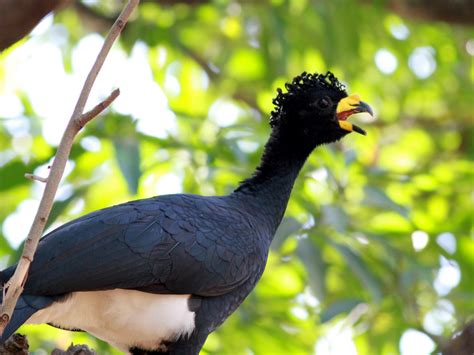 Yellow-knobbed Curassow - eBird