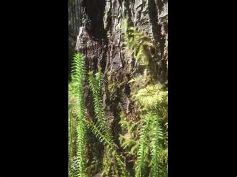 Club moss uses - YouTube