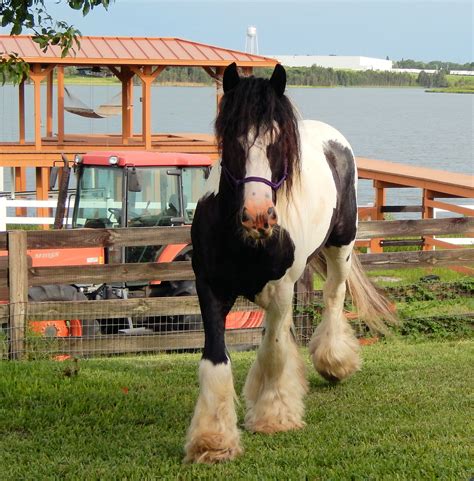 » The Gypsy Vanner Breed