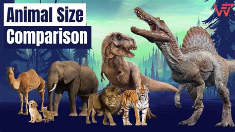 Animal Size Comparison - YouTube