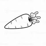 Carrot Coloring Page Fruits And Vegetables Sketch sketch template
