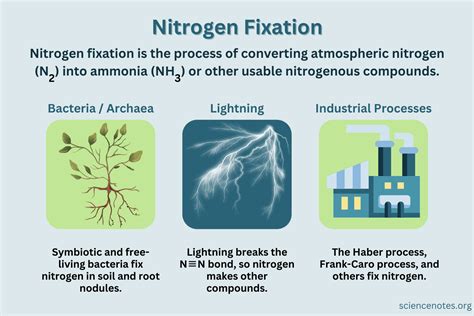 Nitrogen Fixation Definition and Processes