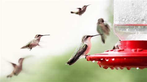 A rare albino hummingbird was caught on camera in this backyard