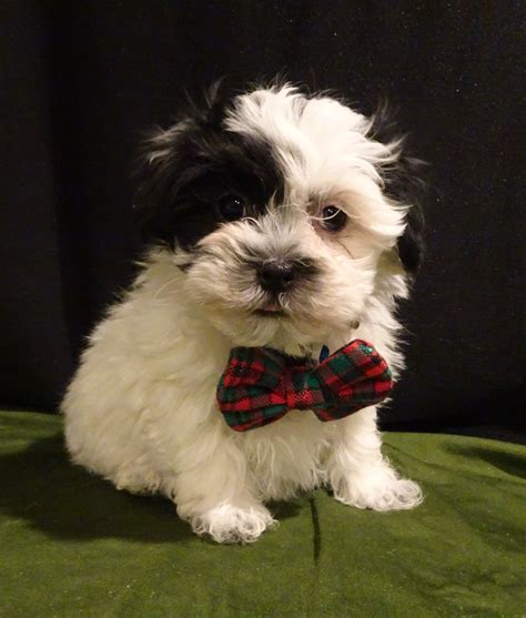 Havaton Puppies: Coton De Tulear & Havanese Mix Puppies for Sale - Illinois | Mueller's ...