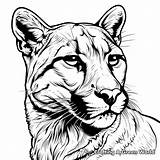 Cougar Coloring Pages  Free & Printable sketch template
