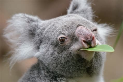 Koala Facts About Koalas What Do Koalas Eat? Where Do, 51% OFF