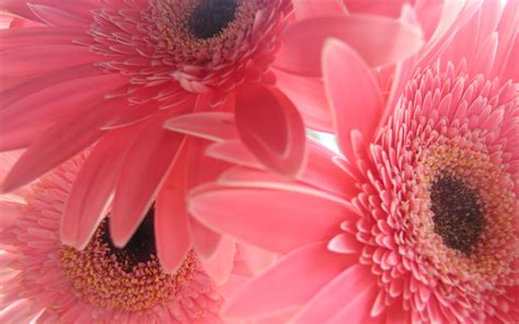 Free download Pink Flower Backgrounds wallpaper wallpaper hd background desktop [2560x1600] for ...