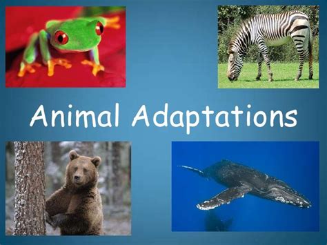 Animal Adaptations | Animal adaptations, Animal science, Third grade science