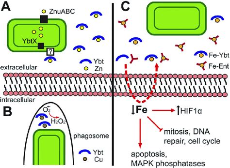 Novel characteristics and roles of siderophores. (A) Bacteria can ...