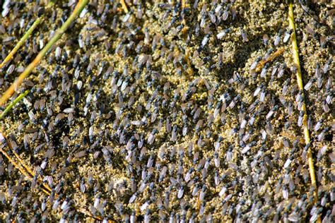 Migration Alkali flies near the lake | Alkali flies, Ephydra… | Flickr