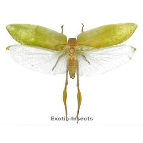 Orthoptera sp.30 - Exotic-Insects