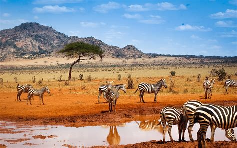 Kenya safari, zebras, water, blue sky wallpaper | animals | Wallpaper ...