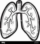 Human Lungs Coloring Pages sketch template