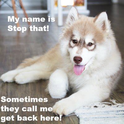 Funny Husky Puppy Memes - More Silly Husky Puppy Pictures