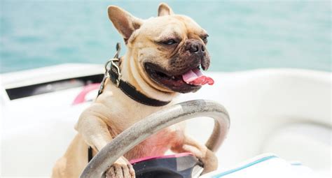 Six Must Have Dog Items to Take on a Boat | Off The Hook Yachts