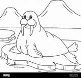 Coloring Book Pages Walrus sketch template