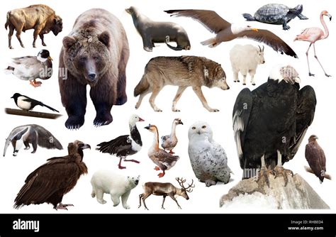 Set of various north american wild animals including birds and mammals isolated on white Stock ...