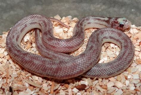 10 Beautiful California Kingsnake Morphs You Need To See