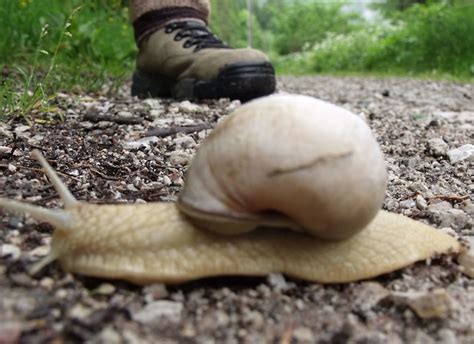 Albino snail | Flickr - Photo Sharing!