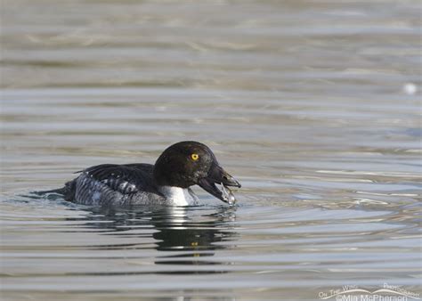 Immature Male Common Goldeneye And Catfish - Mia McPherson's On The Wing Photography