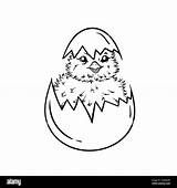 Childrens coloring Book With A Small Newborn Chicken In An eggshell  sketch template