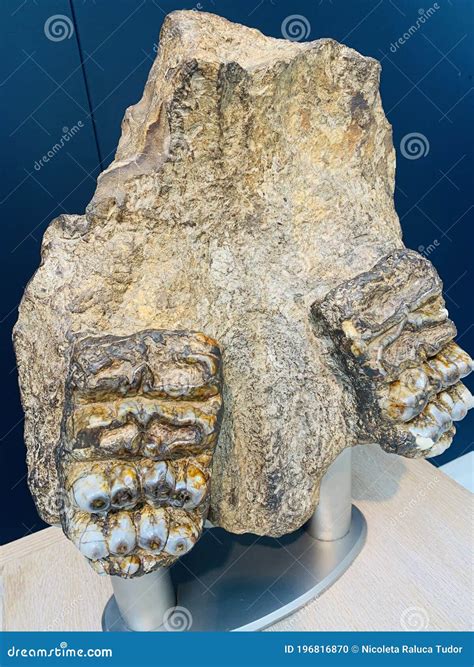 Fossilized Teeth of Extinct Elephant Relatives at the Natural History ...