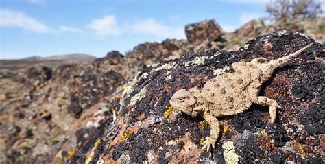 Pygmy Short-horned Lizard | Burke Museum