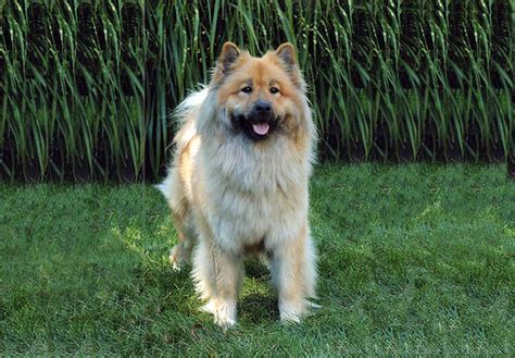 Eurasier Puppies For Sale - AKC PuppyFinder