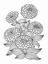 Zinnia coloring Pages sketch template