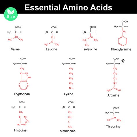 Amino acids info