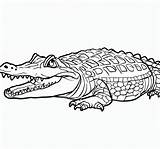 Free Printable Crocodile Coloring Page  Download Print Or Color sketch template