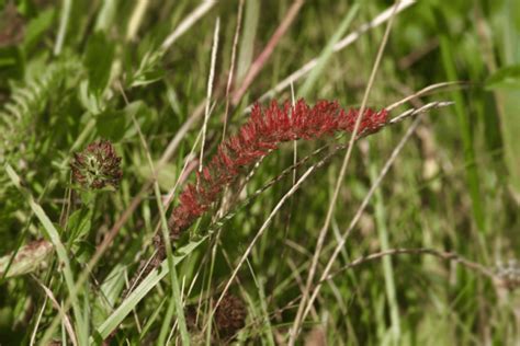 Everything You Need to Know About Creeping Red Fescue Grass