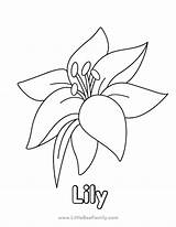 Lily Coloring Page sketch template