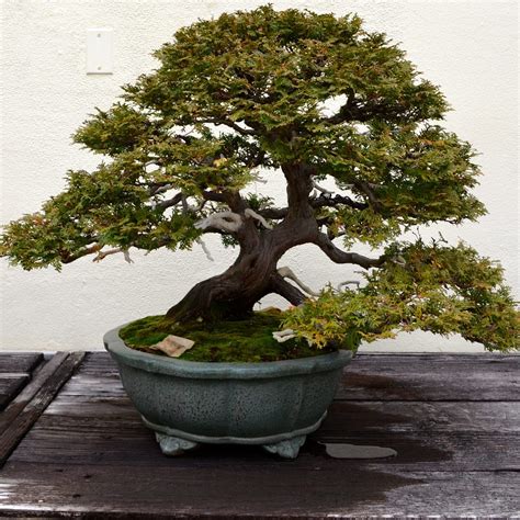 Amazing Walking Tree Bonsai Don t miss out | leafyzen