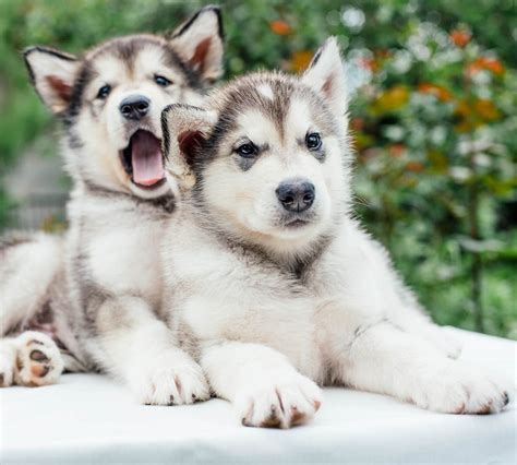 An Amazing Gallery of Pictures of Huskies