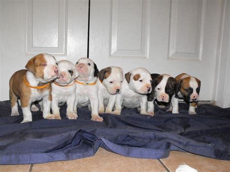 All About Animal Wildlife: American Bulldog Puppies Images